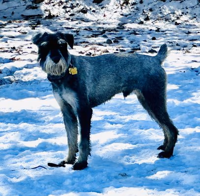 Berkeley Lake Dog Park photo 1
